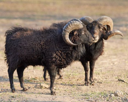 Two brown male ouessant sheep