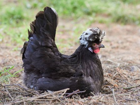 Black Poland chick free range in garden