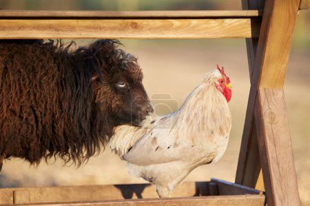 Brown ouessant sheep and white rooster on the farm