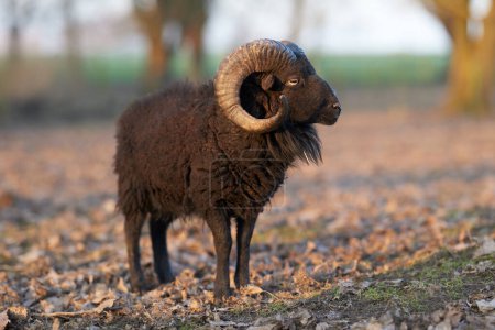 Close up of brown male ouessant sheep in autumn field