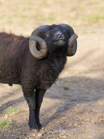 Flehmen response on black ouessant sheep
