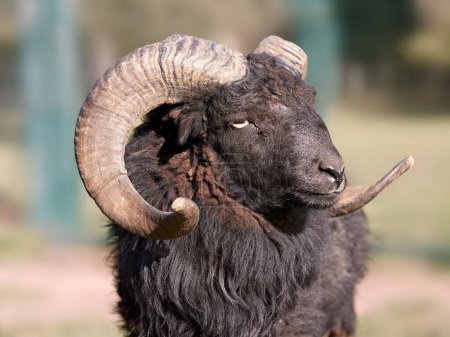 Close up of a male ouessant sheep with horns