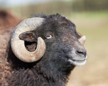 Close up head shot of brown male ouessant sheep