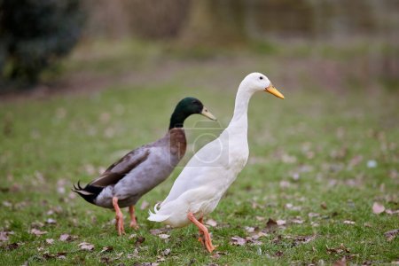 Two Indian runner ducks free in park with autumn leaves