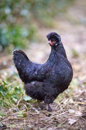 Kleines schwarzes Polen-Huhn im Garten