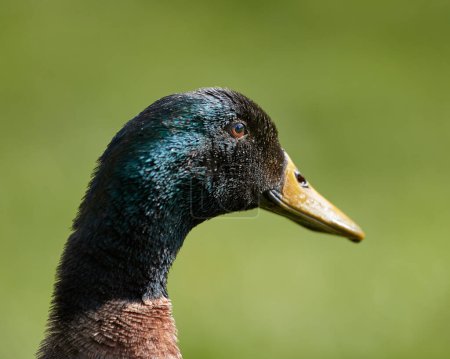 Close up of head of Indian runner duck isolated on blurred background