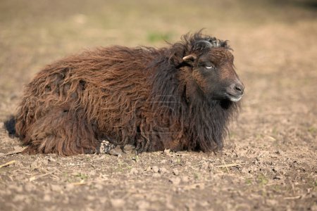 Brown female ouessant sheep 