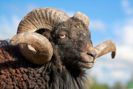 Close-up head shot of brown male ouessant sheep with large horns