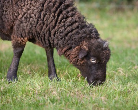 Close-up head shot of grazing female ouessant sheep
