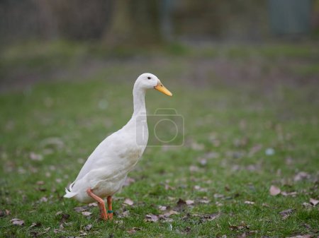 White Indian runner duck in garden with autumn leaves