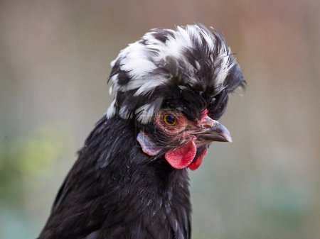 Close up of a black Poland chicken with white crest