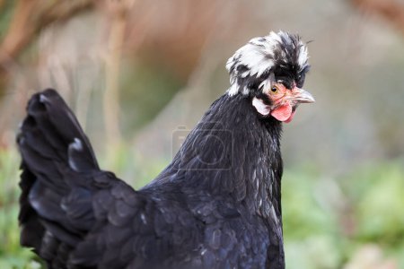 Close up of black Poland chicken free in garden