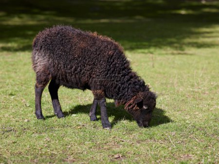Black ouessant sheep grazes on meadow