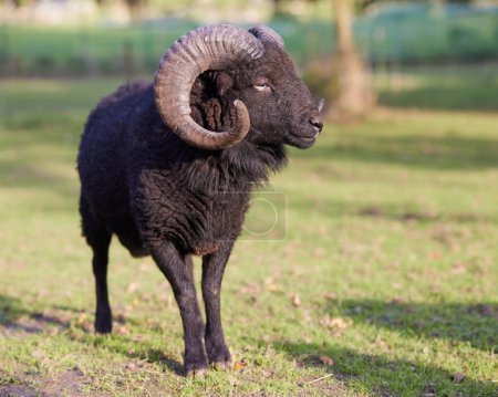 Beautiful male brown ouessant sheep with big horns