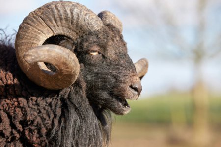 Close up of male brown ouessant sheep