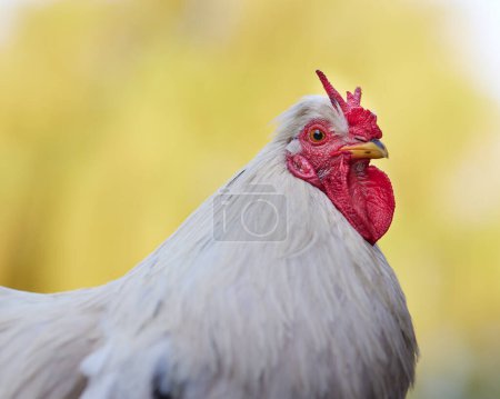 Close up head shot of white rooster with V comb isolated on blurred clear background