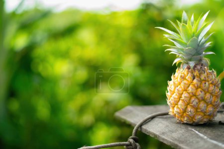 Photo for Pineapple in green nature background - Royalty Free Image