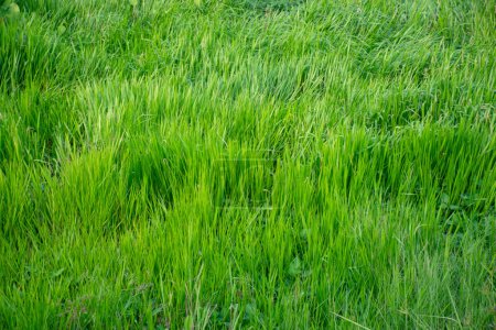 Foto de Exuberante hierba verde background.Green textura de la hierba background.Natural hierba verde fondo - Imagen libre de derechos