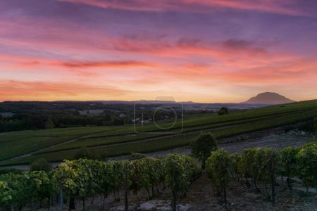 Téléchargez les photos : Raisin de vigne de ligne dans les vignobles de champagne de la montagne de Reims, Reims, France - en image libre de droit