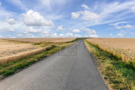 Téléchargez les photos : Le ciel bleu et un champ d'orge en pente sont encadrés par une route asphaltée. - en image libre de droit