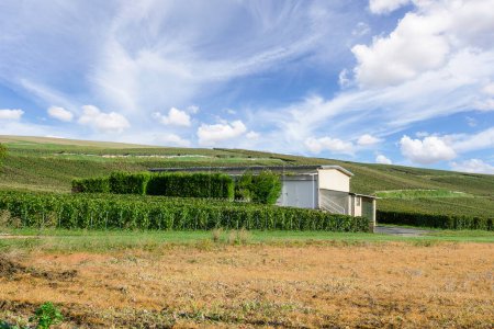 Téléchargez les photos : Raisin de vigne en rangs dans les vignobles champenois de montagne de reims. - en image libre de droit