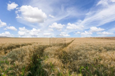 Téléchargez les photos : Belle scène rurale de champs d'orge, Reims, France - en image libre de droit