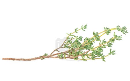 Photo for Fresh thyme sprig isolated on a white background. Thyme spice. - Royalty Free Image