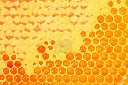 Hintergrundtextur der Fragmentwabe mit vollen Zellen. Abschnitt der Wachswabe aus einem Bienenstock. Imkerkonzept.