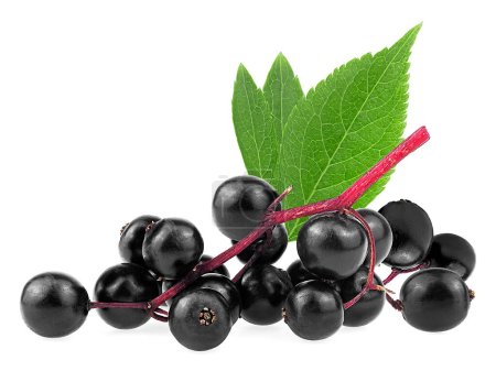 Photo for Sambucus branch - Elderberry fresh fruit with green leaves isolated on a white background. European black elderberry. - Royalty Free Image