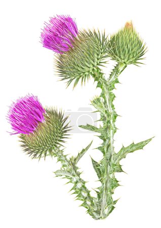 Photo for Flowering Milk thistle isolated on a white background. Milk Thistle plant. Scotch thistle flowers. - Royalty Free Image