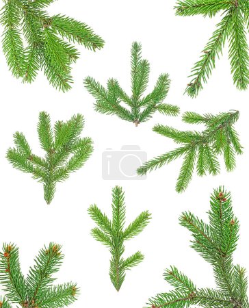 Téléchargez les photos : Collection de branches d'arbres de Noël isolées sur un fond blanc. Cadre de Noël. - en image libre de droit