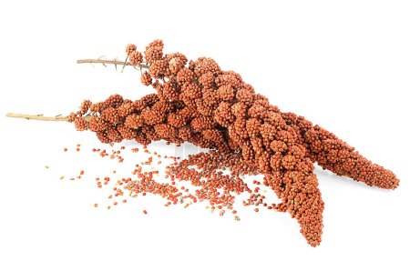 Red millet twigs and seeds isolated on a white background. Italian millet. Healthy food for diabetes persons.