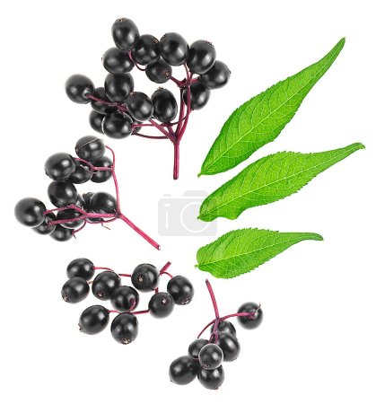 Photo for Sambucus. Elderberries with green leaves isolated on a white background, top view. - Royalty Free Image