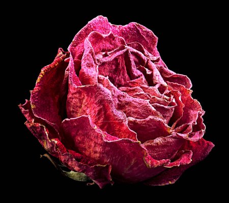 Red faded rose isolated on black background