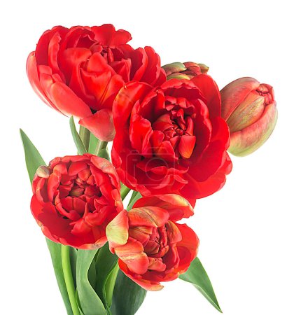 Photo for Bouquet of red tulips. Scarlet terry tulips isolated on a white background. - Royalty Free Image