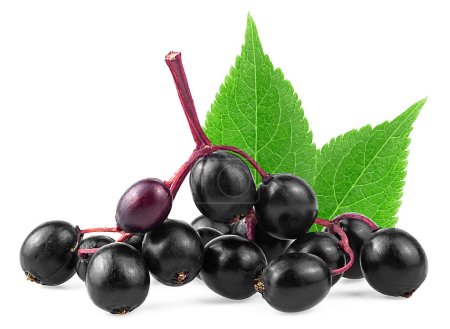 Sambucus - black elderberry fresh fruit with green leaves isolated on a white background.