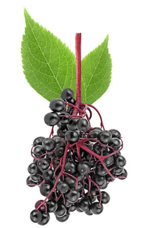 Photo for Elderberry fresh fruit with green leaves isolated on a white background. Sambucus, European black elderberry. - Royalty Free Image