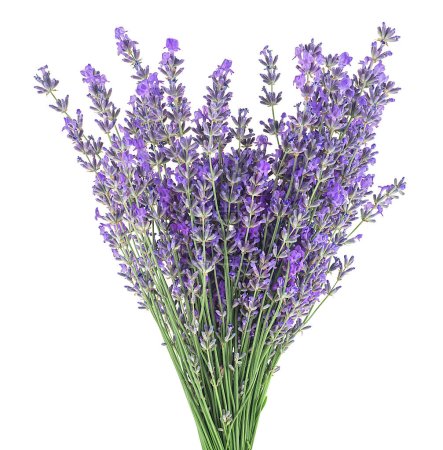 Photo for Bunch of fresh lavender flowers isolated on a white background. Medicinal plants. - Royalty Free Image