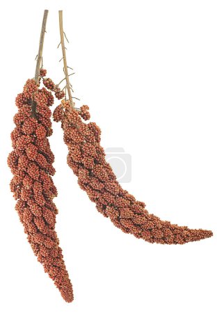 Top view of red millet twigs isolated on a white background. Italian millet.