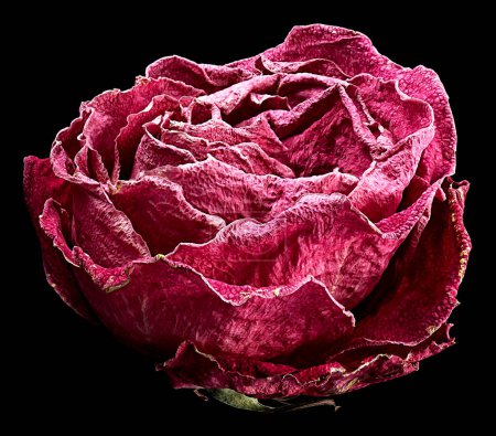 Faded red rose isolated on a black background. Faded dying single rose.