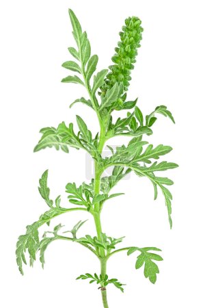 Photo for Ragweed plant isolated on a white background. Ambrosia genus. Common Ragweed. Ambrosia artemisiifolia. - Royalty Free Image