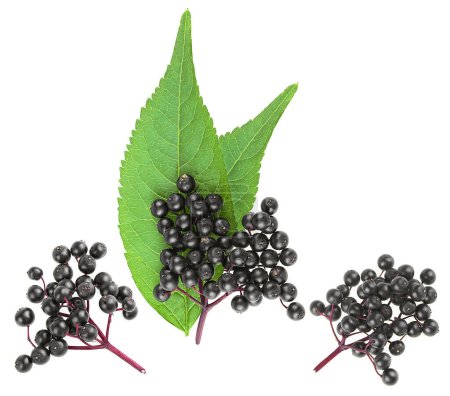 Photo for Sambucus - Branches of elderberries with green leaves isolated on a white background, top view. European black elderberry. - Royalty Free Image