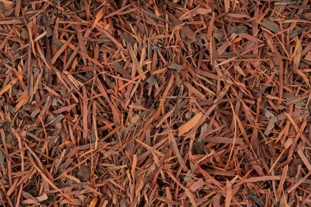 Photo for Lapacho herbal tea as background, top view. Natural Taheebo dry tea. Tabebuia heptaphylla. - Royalty Free Image