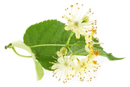 Photo for Fresh flowers and leaves of linden isolated on a white background. Branch with blooming linden. Tilia Platyphyllos. - Royalty Free Image