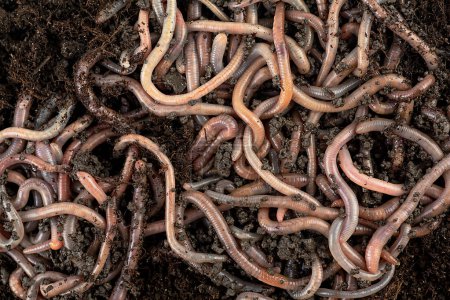 Gartenkompost und Würmer - Regenwürmer in schwarzer Erde, von oben betrachtet. Recyclinganlage und Küchenabfälle zu reichem Dünger.