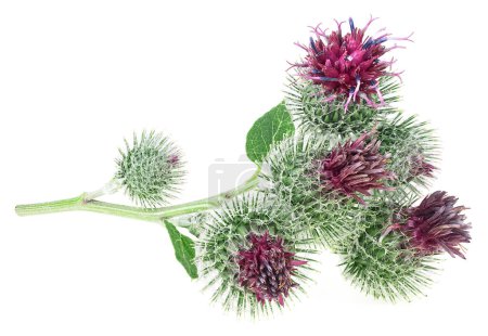 Prickly heads of burdock flowers isolated on a white background. Medicinal plant. Arctium lappa, Edible Burdock.