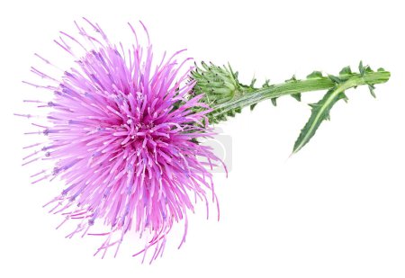 Purple milk thistle flower isolated on a white background. Medicinal plant.