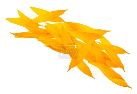 Group of sunflower petals isolated on a white background. Fresh yellow petals.