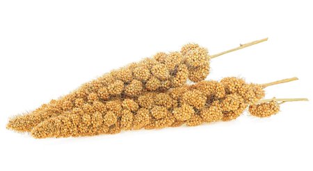 Twigs of Senegal millet isolated on a white background. Millet sticks with seeds.
