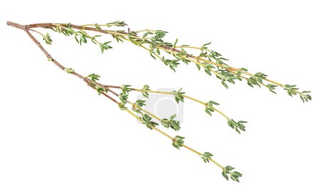 Branch of fresh thyme isolated on a white background. Fresh thyme spice twig.